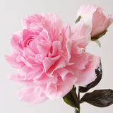 Squires Kitchen: Sugar Florist Paste (1kg)